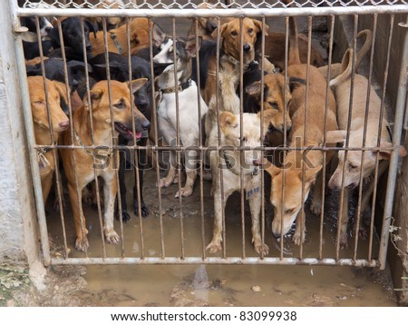 NAKHON PHANOM, THAILAND - AUG 19: Thai police rescued more than 1000 dogs on August 13 destined for Vietnamese slaughterhouses in Nakhon Phanom, Thailand on August 19,2011.
