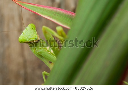 Praying mantis, close up of insect in the nature
