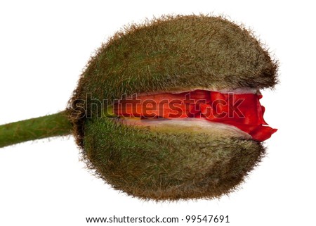 Similar – Image, Stock Photo Corn poppy flower, buds and grasses in immature barley field