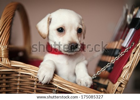 The beige puppy sits in a wattled basket