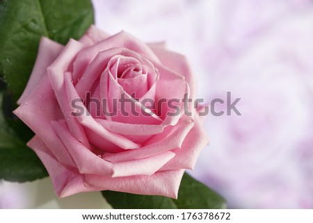 Rose flower on a background of color patches of light