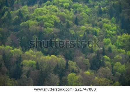 Picture of green trees from above.