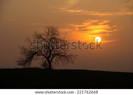 Black tree  silhouette before an orange sun/sky.