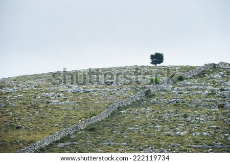 A lone tree on a hill.