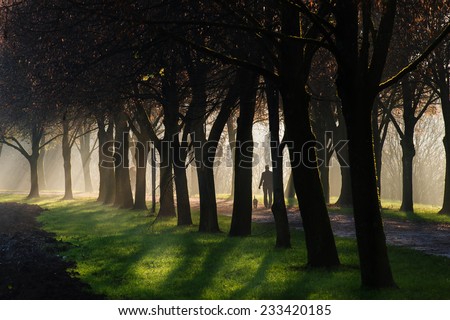 A person walking a dog through a foggy sun ray lit park path. The path is surrounded by a beautiful avenue of trees.