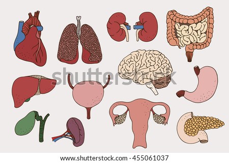 Human Internal Organs Set; Vector Anatomy Illustration - 455061037