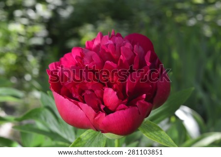 big red peony in garden  (aroma of peony petals )
