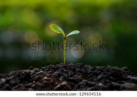 young plant on green bokeh background