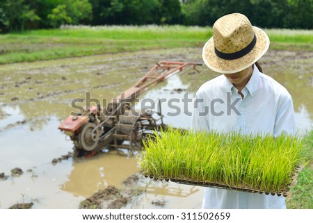 Farmer hands holding rice sprout on field background