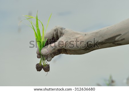 Farmer hands holding rice sprouts to be planted in rice paddy