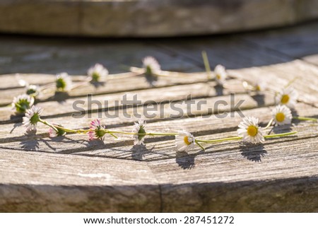 Daisy Chain on a wooden table, selective focus on foreground daisy