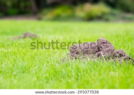 Two Mole mounds in the garden, taken from a low position of view. Focus on the mole mound in the foreground.