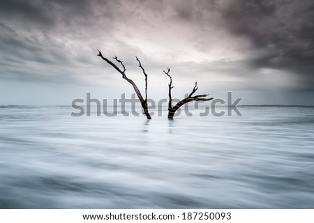 Folly Beach Charleston South Carolina Dead Tree in Atlantic Surf with Ominous Dark Clouds