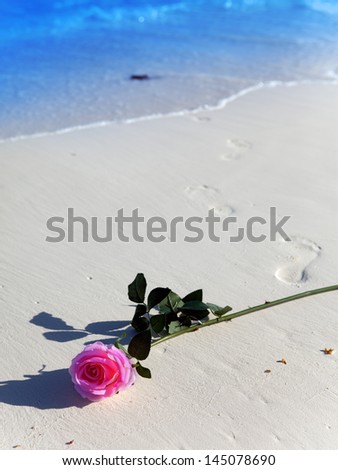 on sea coast a blossoming rose and the prints of bare feet going to the sea