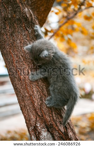 little kitten playing on the tree