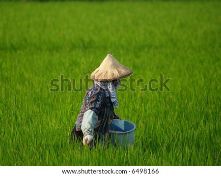 Farmer to apply fertilizer onto the rice field.