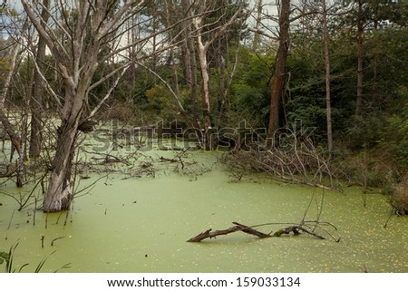 Swampy pond in the never ending Belarusian woods