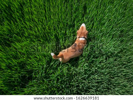 Similar – Image, Stock Photo Beagle dogs walking on a path in to the blue sky