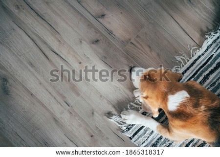 Top view image of Sad beagle dog peacefully sleeping on striped mat liying on laminate floor. Pets in cozy home concept image Photo stock © 
