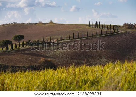 The alley of cypress trees between plowed agriculture fields meadows and fields shooted in the quiet early morning at Tuscany region, Italy. Wide-angle beautiful Agriturismo view shot Foto d'archivio © 