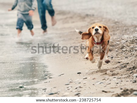 Similar – Image, Stock Photo Dog Beagle running fast and jumping with tongue out on the rural path
