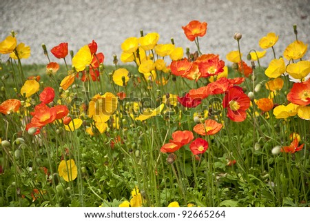Red and yellow Poppies in Lago Maggiore, Isola madre, Italy