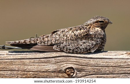 A Common Nighthawk, a normally nocturnal bird, resting on a horizontal log.
