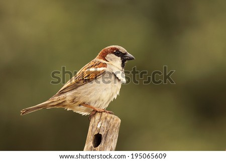 A male English Sparrow perched atop a post in New Zealand.