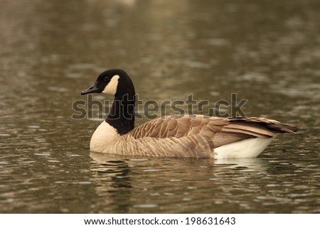 A portrait of a Canadian Goose on a lake in Colorado.