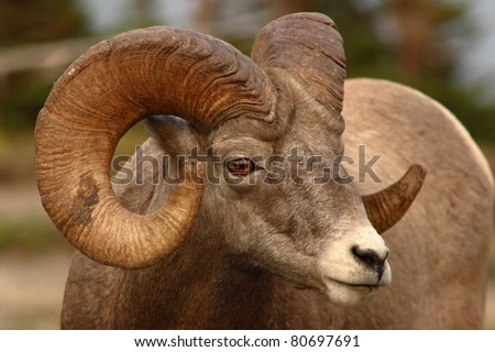 A Bighorn Ram with a fully-curled horn.