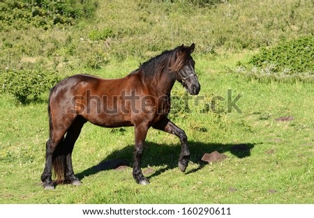 Full body side view of a beautiful big Frisian horse gelding lifting up his left front leg in front of green grass background.