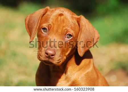 Outdoor portrait of a liver nosed purebred Rhodesian Ridgeback puppy with cute facial expression.