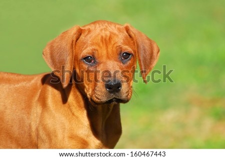 Outdoor head portrait of a purebred Rhodesian Ridgeback dog puppy with cute and attentive facial expression staring in front of green grass background.