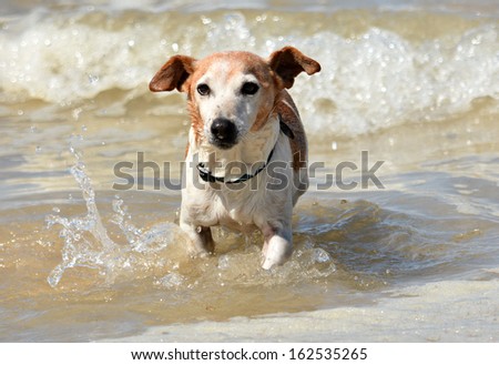 Outdoor full body front view of a cute little old brown and white Parson Jack Russell Terrier dog running out of the sea water on the beach.
