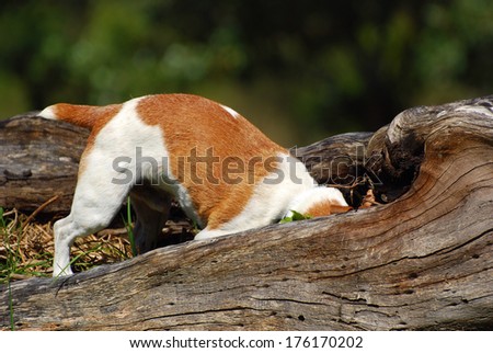 A purebred Parson Jack Russell dog hunting mice in the forest.