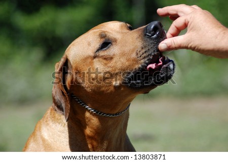 A male caucasian white hand feeding a Rhodesian Ridgeback hound dog in obedience training outdoors