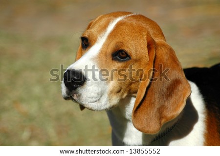 A beautiful Beagle hound dog head portrait with cute expression in the face watching other dogs in the park outdoors