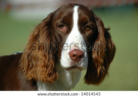 A beautiful English Springer Spaniel dog head portrait with cute expression in the face watching other dogs in the park
