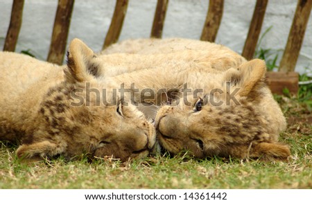 Head portraits of two cute lion cubs playing in a game park in South Africa
