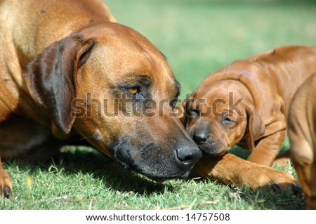 A beautiful female Rhodesian Ridgeback hound dog head portrait with caring expression in her face watching and touching her five weeks old cute puppy in the backyard outdoors