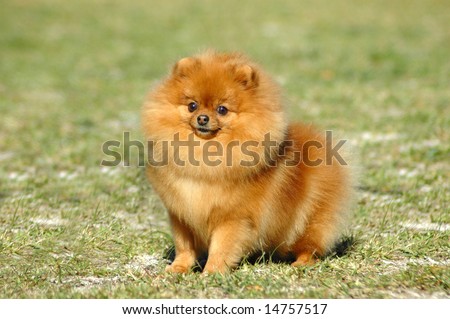 A beautiful little red Pomeranian dog with cute expression in the face sitting on the lawn and watching other dogs in the park outdoors