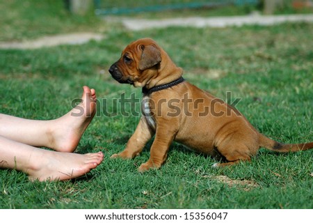 A beautiful five weeks old Rhodesian Ridgeback hound dog puppy with cute expression in the face sitting in the grass and watching the little feet of a caucasian white child  in the backyard outdoors