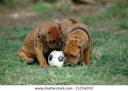 Two little Rhodesian Ridgeback hound dog puppies with cute expression in their faces playing together with a black and white soccer ball pet toy in the grass of the lawn in the backyard outdoors