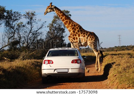 A typical African scene: white car driving on a gravel road and big giraffe crossing