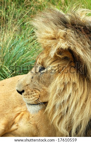 A lion head profile with a big mane watching other lions in a game park in South Africa