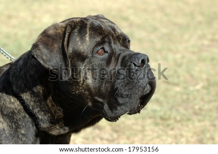 A big Bull Mastiff dog head profile portrait with sad expression in face watching other dogs in the park