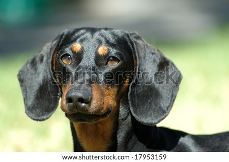 Dog head portrait of miniature black and tan smooth haired Dachshund