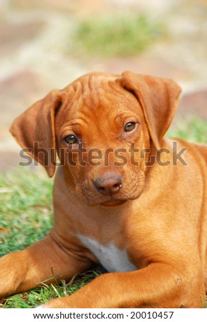 Outdoor portrait of a cute little African thoroughbred liver nosed Rhodesian ridgeback hound dog puppy watching