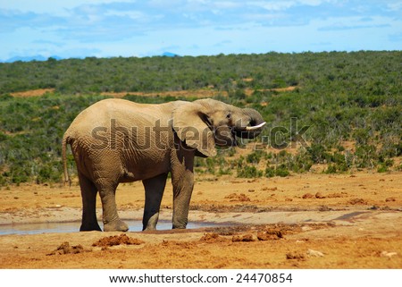 A big African elephant drinking water with his trunk, standing at the water hole in a game park in South Africa