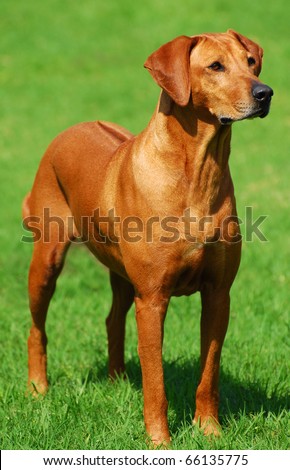 Front view of a purebred African Rhodesian Ridgeback hound dog with alert facial expression standing and staring on green grass background.